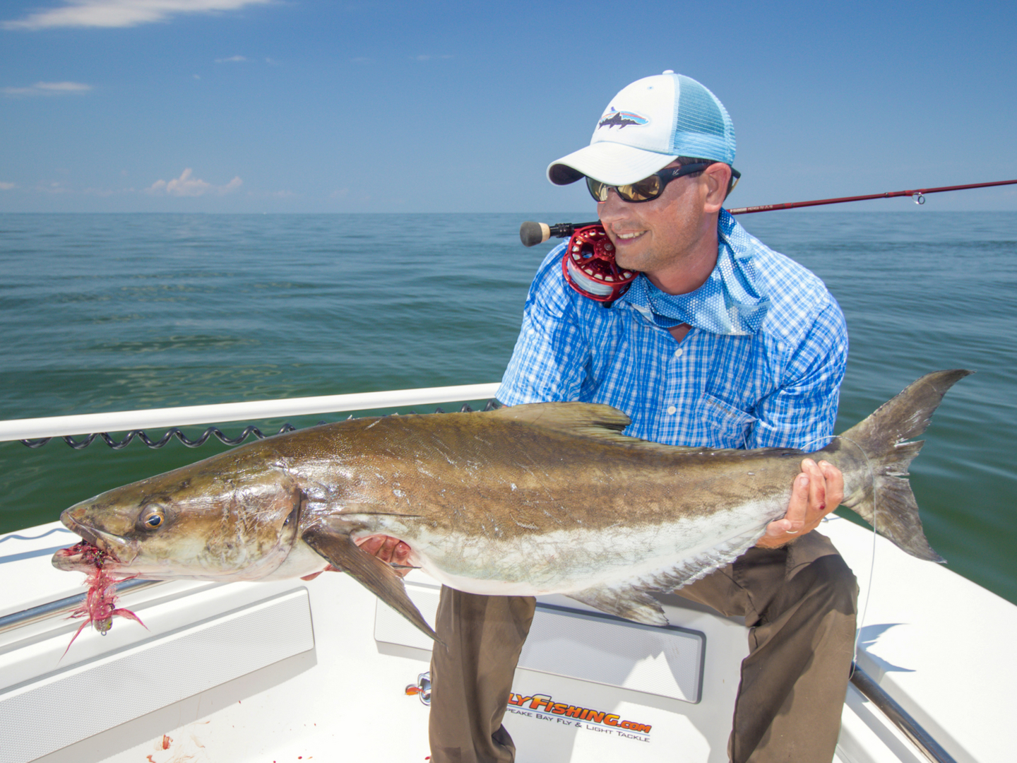 Fly fishing for cobia on Chesapeake Bay