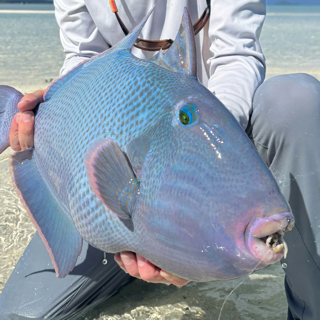 Fly fishing for triggerfish