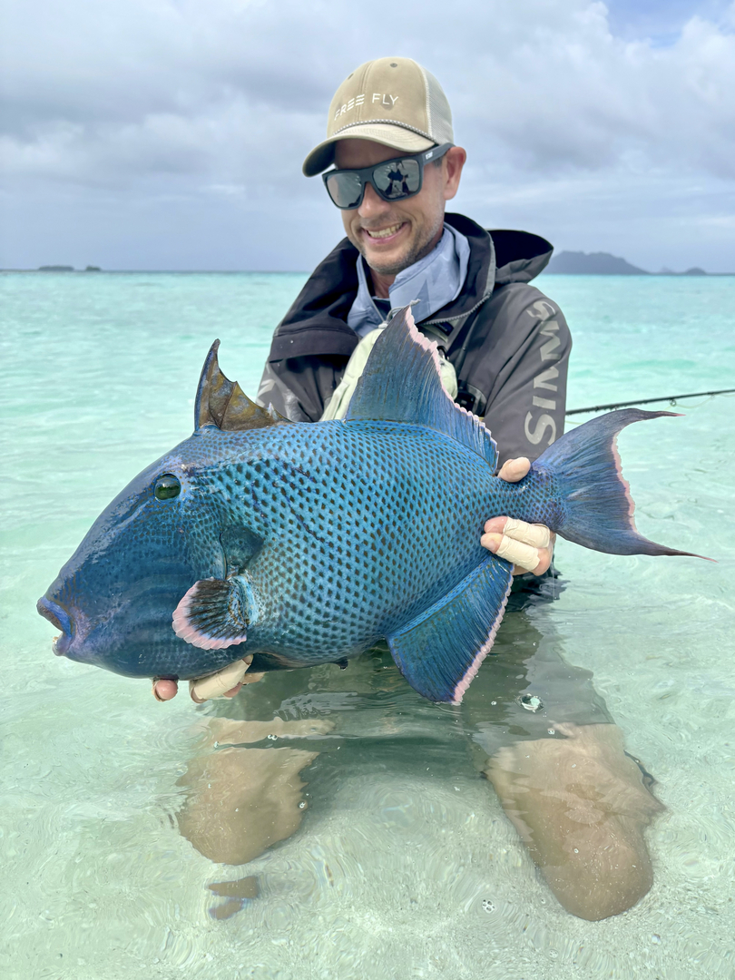 Triggerfish in shallow water
