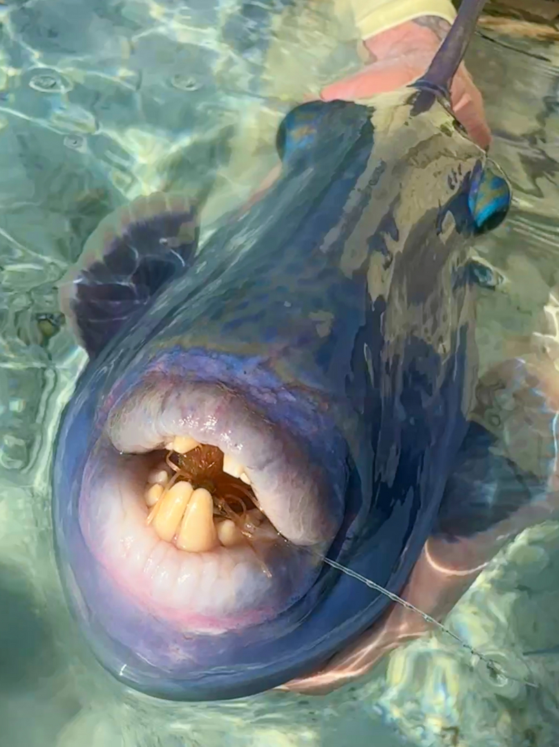 Triggerfish on fly