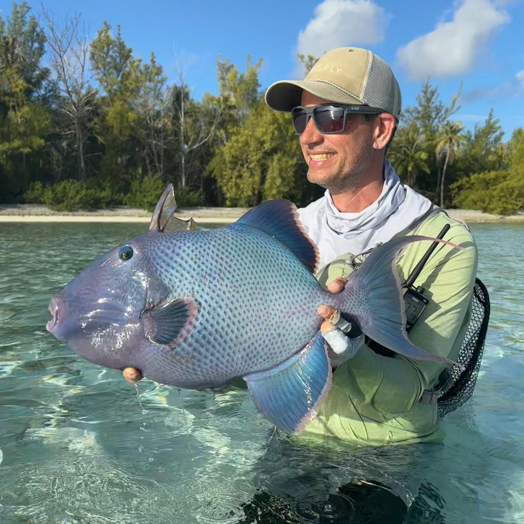 Blue triggerfish